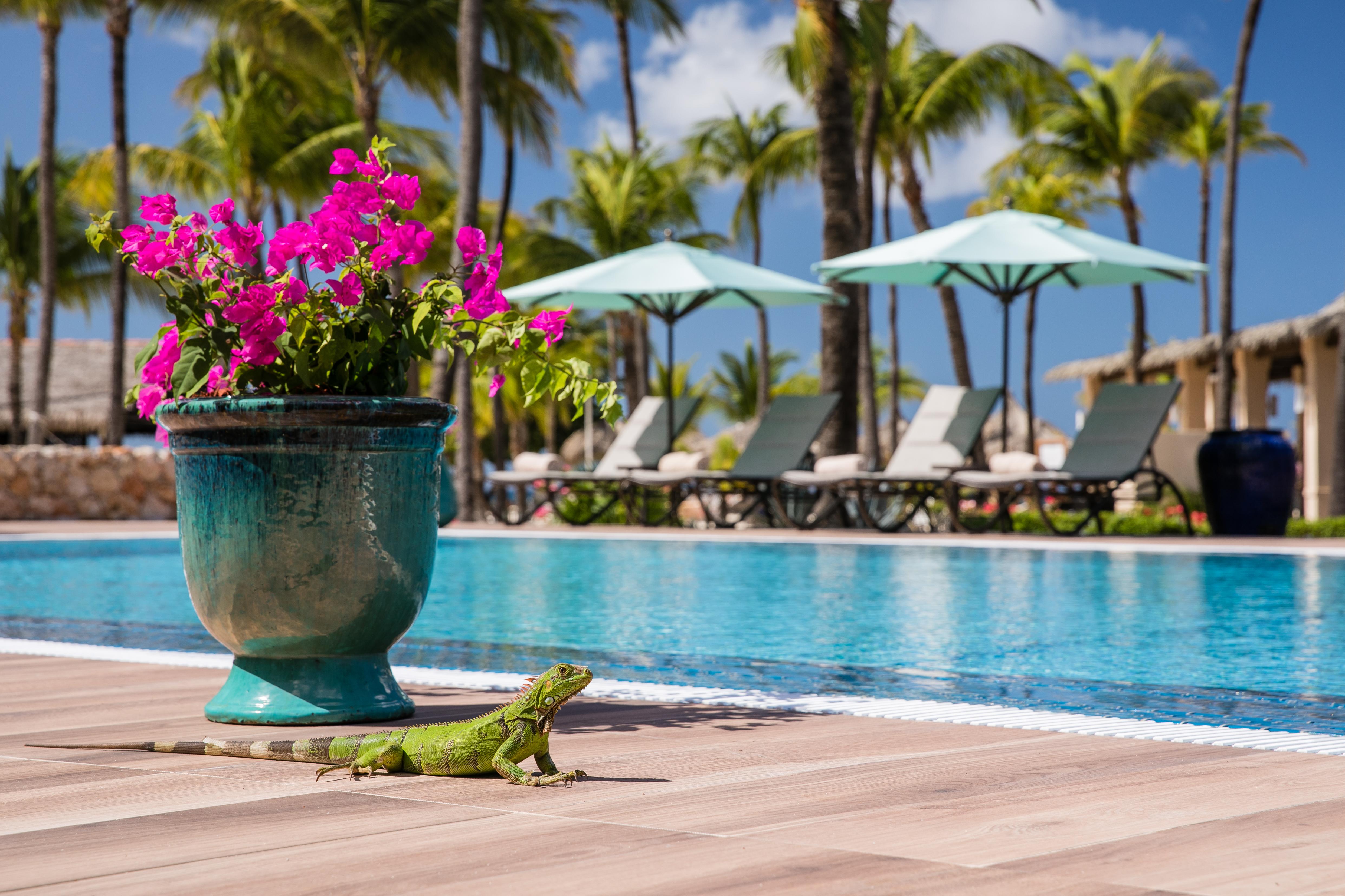 Manchebo Beach Resort&Spa Palm Beach Exterior foto